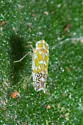 Wild Olive Leafhopper - photo 2