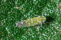 Wild Olive Leafhopper - photo 3