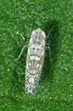 Wild Olive Leafhopper - photo 4