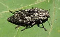 Dicerca asperata