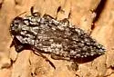 Dicerca asperata - photo 3