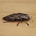 Dicerca asperata - photo 5