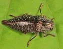 Dicerca caudata - photo 2