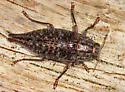 Dicerca caudata - photo 4