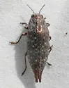 Dicerca caudata - photo 5