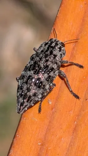 Dicerca crassicollis