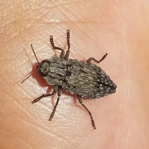Dicerca crassicollis - photo 2