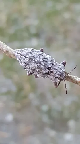 Dicerca crassicollis - photo 3