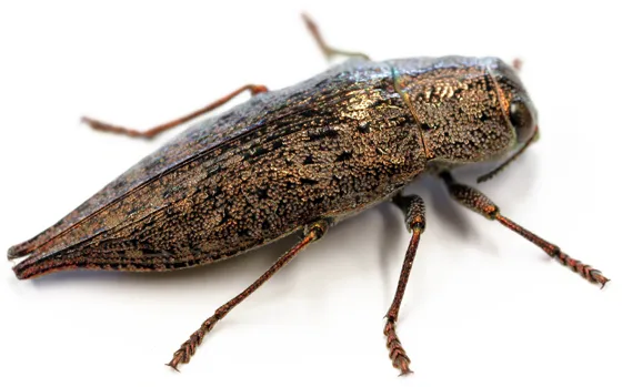 Flatheaded Hardwood Borer