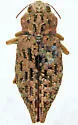 Dicerca dumolini