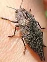 Dicerca hesperoborealis - photo 2