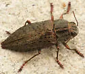 Dicerca hornii - photo 4