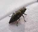 Dicerca juncea - Dicerca juncea