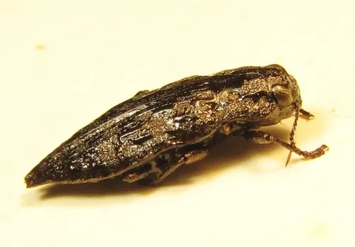 Embossed Hawthorn Buprestid - photo 2