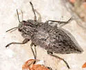Dicerca lugubris - photo 2