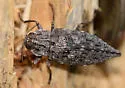 Dicerca lugubris - photo 3
