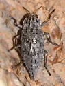 Dicerca lugubris - photo 4
