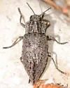 Dicerca lugubris - photo 5