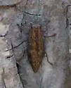 Dicerca lurida - Dicerca lurida