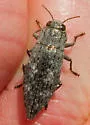 Dicerca lurida - photo 3