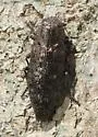 Dicerca lurida - photo 5