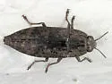 Dicerca obscura - Dicerca obscura