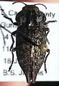 Dicerca pectorosa - photo 3