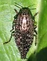 Witch-hazel Borer - Dicerca pugionata