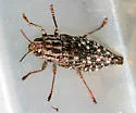 Witch-hazel Borer - photo 2