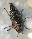 Witch-hazel Borer - photo 3