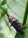 Witch-hazel Borer - photo 4
