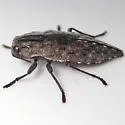 Dicerca punctulata - photo 2