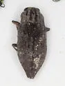 Dicerca punctulata - photo 3
