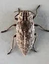 Dicerca punctulata - photo 5
