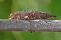 Flatheaded Poplar Borer - photo 2