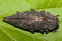 Flatheaded Poplar Borer - photo 3