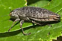 Flatheaded Poplar Borer - photo 4