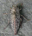 Flatheaded Poplar Borer - photo 5