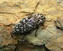 Flatheaded Conifer Borer - Dicerca tenebrosa