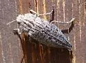 Flatheaded Conifer Borer - photo 2