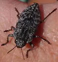 Flatheaded Conifer Borer - photo 4