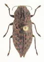 Flatheaded Conifer Borer - photo 5