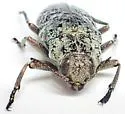 Dicerca tuberculata - Dicerca tuberculata