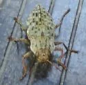Dicerca tuberculata - photo 4