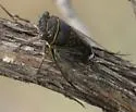 apache-cinctifera-semicincta (Unsorted) - photo 2