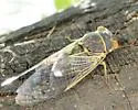 apache-cinctifera-semicincta (Unsorted) - photo 3