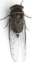 apache-cinctifera-semicincta (Unsorted) - photo 5