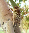 Citrus Cicada - photo 2