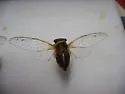 Citrus Cicada - photo 3