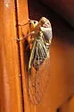 Citrus Cicada - photo 4